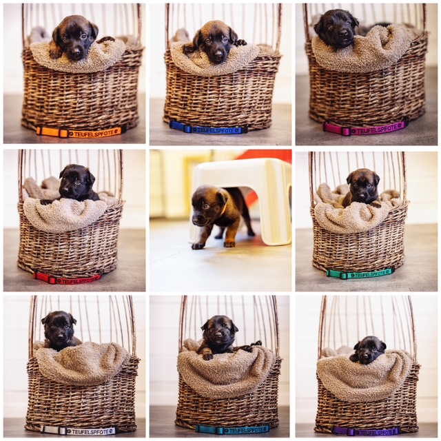 A-Wurf Collage