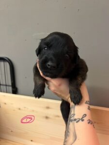 Lila